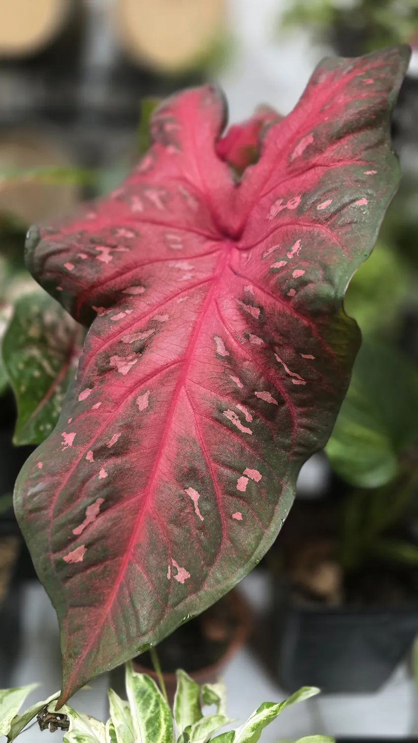 Close-up of a pink and green caladium leaf, one of the plants at a Richmond plant swap