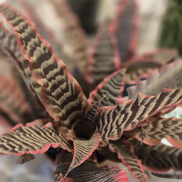 Close-up of a tropical plant with red-striped leaves