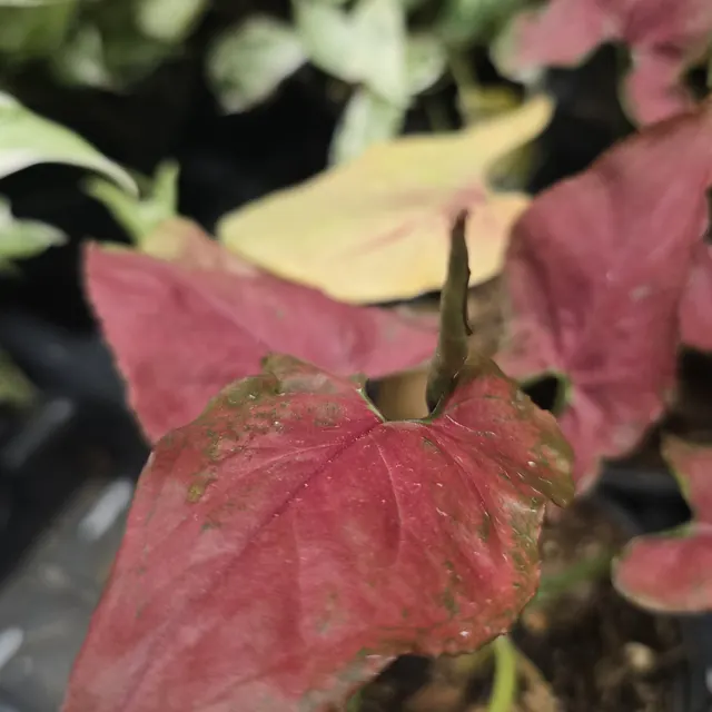 Red and pink syngonium leaves