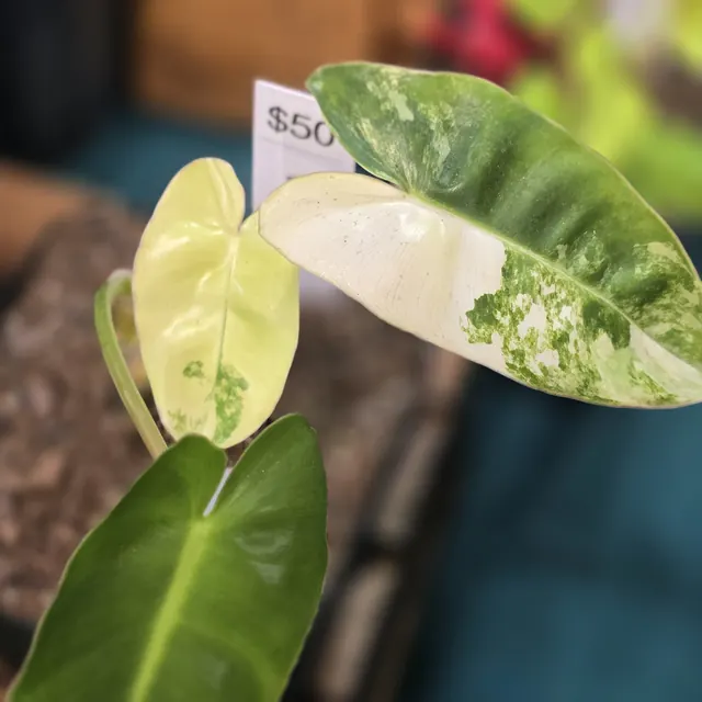 A variegated philodendron leaf in green and cream